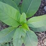 Phytolacca americanaLeaf