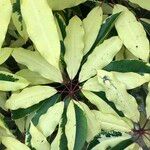 Schefflera pueckleri cv. 'Variegata' Лист