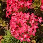 Crassula coccinea Flor