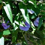 Clitoria ternatea عادت