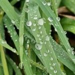 Melica uniflora Leaf