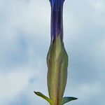 Gentiana verna പുഷ്പം