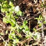 Helichrysum patulum