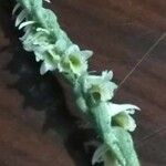 Spiranthes spiralis 花