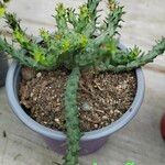 Euphorbia caput-medusae Blatt