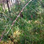 Hakea sericea Blatt