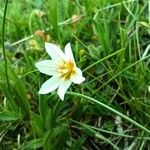 Gagea serotina Flower