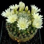 Mammillaria crinita Hábito