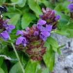 Scutellaria alpinaBloem