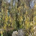 Salix babylonica Hoja