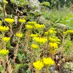 Petrosedum montanum Flower