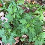 Artemisia princeps List