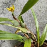 Maxillaria variabilis പുഷ്പം