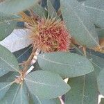 Chrysolepis sempervirens Fruit