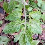 Solanum lycopersicum Blatt