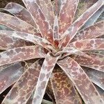 Agave maculata Leaf