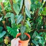 Philodendron brandtianum Leht