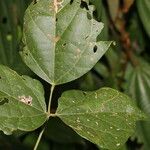 Rhynchosia erythrinoides Φύλλο