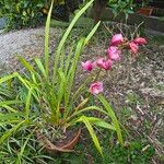 Cymbidium devonianum Blüte