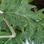 Echinops bannaticus ഇല