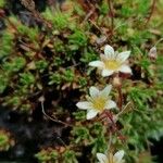 Saxifraga moschata Flower