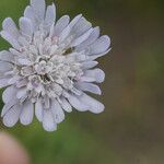 Pterocephalus plumosus Flower