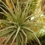 Tillandsia pohliana 葉