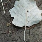 Populus alba List