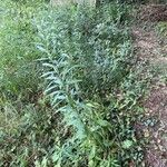 Solidago altissima Costuma