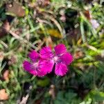 Dianthus balbisii Цвят