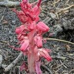Sarcodes sanguinea 花