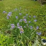 Tradescantia occidentalis Flower