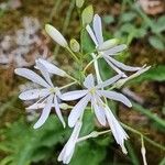 Anthericum liliago Цветок
