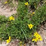 Bidens andicola Habit