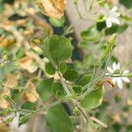 Jasminum fluminense Habitus