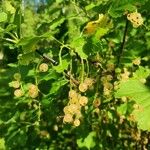 Ribes rubrum Фрукт