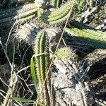 Praecereus euchlorus Feuille