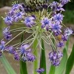 Scilla peruviana Агульны выгляд