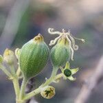 Vangueriopsis lanciflora Meyve