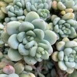 Sedum clavatum Листок