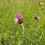 Cirsium rivulareKvet