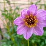 Dahlia merckii Flower