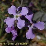 Matthiola lunata Flower