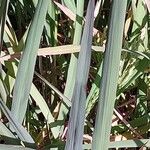 Oryza sativa Blad