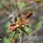 Hypericum lanceolatum Фрукт