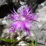 Dianthus hyssopifolius Květ