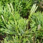 Lycopodium × zeilleri Elinympäristö