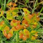 Euphorbia cyparissias Fiore
