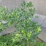 Ilex glabra 葉