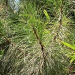 Pinus pumila List